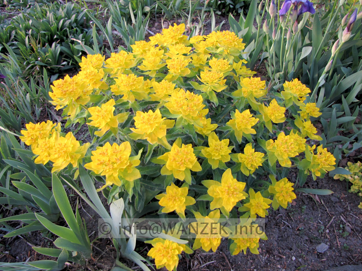 Euphorbia epithymoides (polychroma) 03.JPG